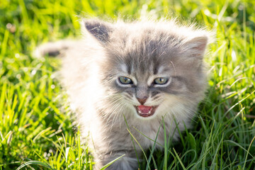 Naklejka na ściany i meble Little kitten meowing and looking for its mom cat. Fearful small cat outdoor on bright grass