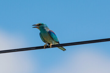 Coracias garrulus - Dumbraveanca - European roller