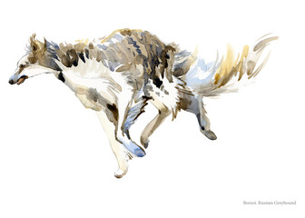 Russian wolfhound breed dog watercolor portrait isolated on white. Borzoi illustration.