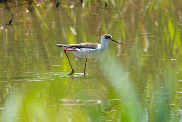 Himantopus himantopus - Piciorong - Black-winged stilt