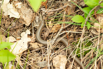 Small gray snake named Coluber flagellum crawls on the dried leaves in the forest. Wild nonvenomous snake