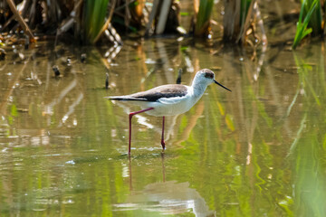Himantopus himantopus - Piciorong - Black-winged stilt