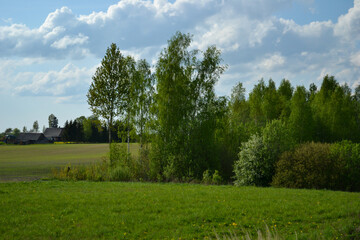 green flowering deciduous forest in summer under a blue sky in a rural area