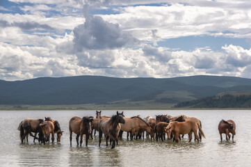 horses walking in water with clouds and mountains on the background