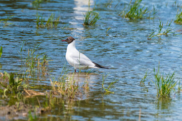 Larus ridibundus - Pescarus razator - Black-headed gull