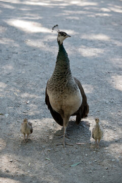 the peahen is walking her chicks around the park