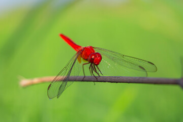 Red dragonfly