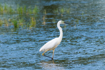 Egretta garzetta - Egreta mica - Little egret