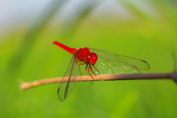 Red dragonfly
