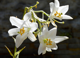 Naklejka premium White flowers background. Macro of white petals texture. Soft dreamy image. White dahlia isolated on white background close up