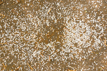 Abstract texture of small white petals and dry yellow leaves on the ground. Organic pattern, backdrop,background.