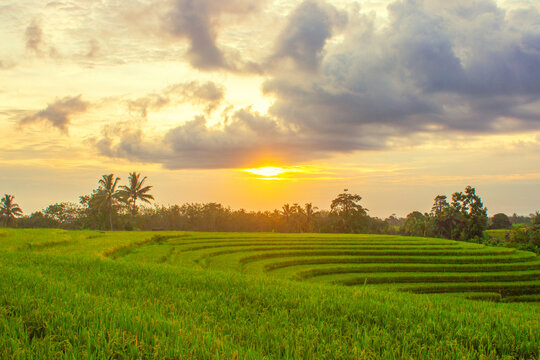 views of rice fields in a small, beautiful village with yellow rice and sunset © RahmadHimawan