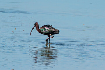 Plegadis falcinellus - Tiganus - Glossy ibis