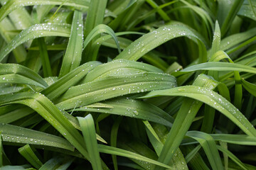 Obraz premium dew drops on leaves close up