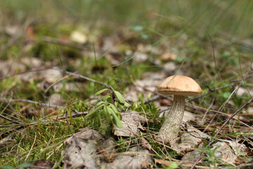edible forest mushroom in the grass close-up. quiet hunt