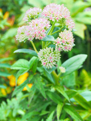 野生の花 ベンケイソウ