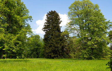 spring landscape in the park