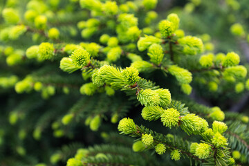 spruce branch with young shoots close-up