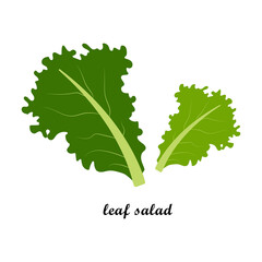 Vector illustration of leaf salad with title text isolated on white background