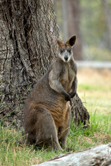 the swamp wallaby is a large wallaby