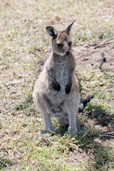 this is a male joey western grey kangaroo
