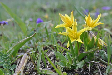 Fototapeta na wymiar yellow wild tulips flowers