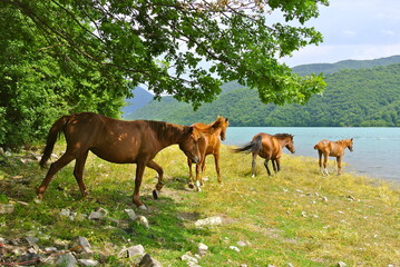 horses in the meadow running to water side