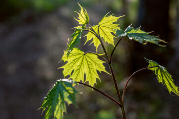 Branch with fresh maple leaves on sunny spring evening