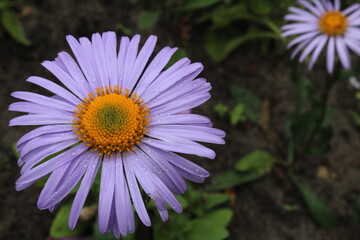 Obraz premium Symphyotrichum oblongifolium aromatic aster colored purple daisy with yellow middle on the background of grass green. Flowers. summer. flowering