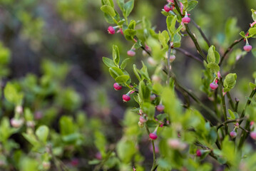 Bilberry flower buds at spring