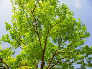 新緑の公園の欅と青空