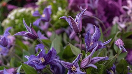 Colorful flower bouqet arrangement. Summer flowers held by florist in hand close up. Flowers for wedding and happy occasions.