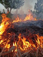 fire in the Sugarcane farm