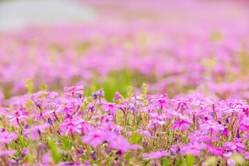 カラフルで綺麗な瑞々しい芝桜
