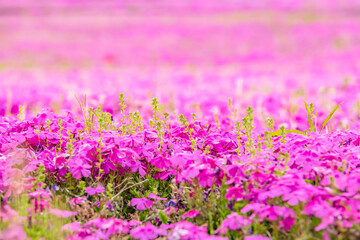 Obraz premium カラフルで綺麗な瑞々しい芝桜