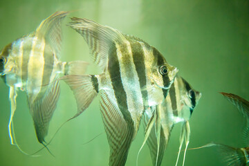 A group of angelfish swimming freely in the glass green aquarium
