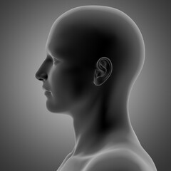 3d rendering of human face anatomy