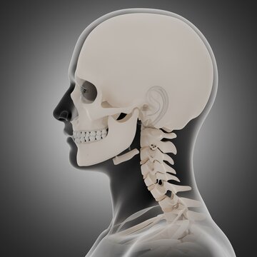 3d rendering illustration of skull anatomy