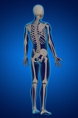 3d rendering illustration of skeletal anatomy