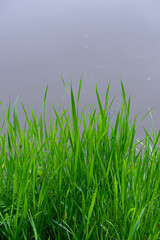 green meadow grass on blurred water background. Natural background.