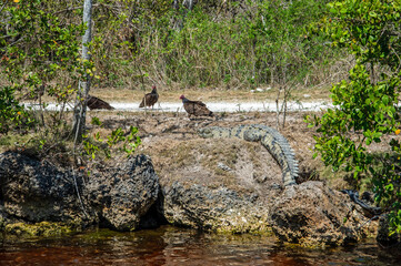 American crocodile gauards her nest from vultures.