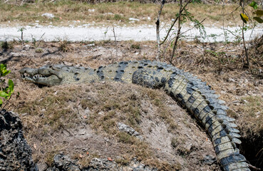 American crocodile gauards her nest from vultures.