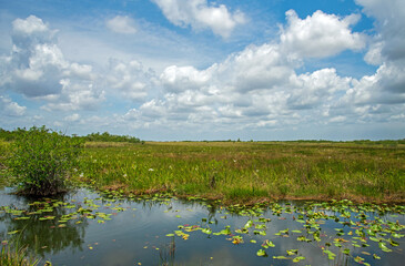 Obraz na płótnie Canvas A view from the Anhinga Trail at Everglades National Park.