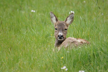 Fototapeta premium Roe Deer, Lothersdale, Craven District, North Yorkshire, England