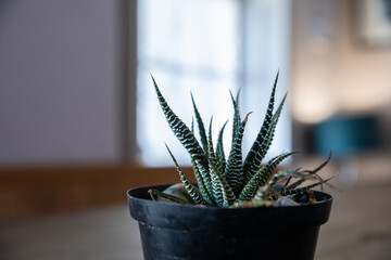 Bokeh photo of long leaved succulent plant in black pot on wooden table in front of window