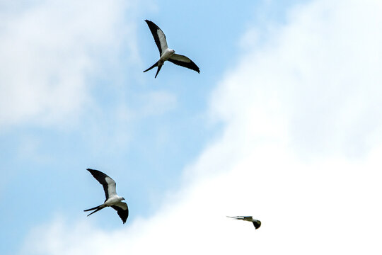 Swallow-tailed kites hunting over Everglades National Park.