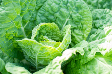 Fresh salad in the garden