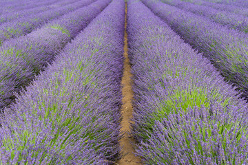 Naklejka na ściany i meble A lavender field in the Provence, France