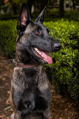 Belgian Shepherd do in a park
