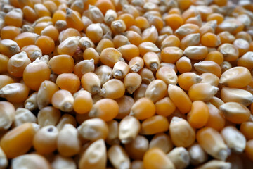 Corn seeds close-up.